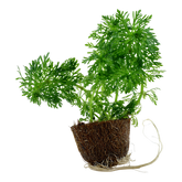 047 MP Limnophila sessiliflora